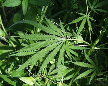 English: A photograph of hemp (Cannabis sativa...