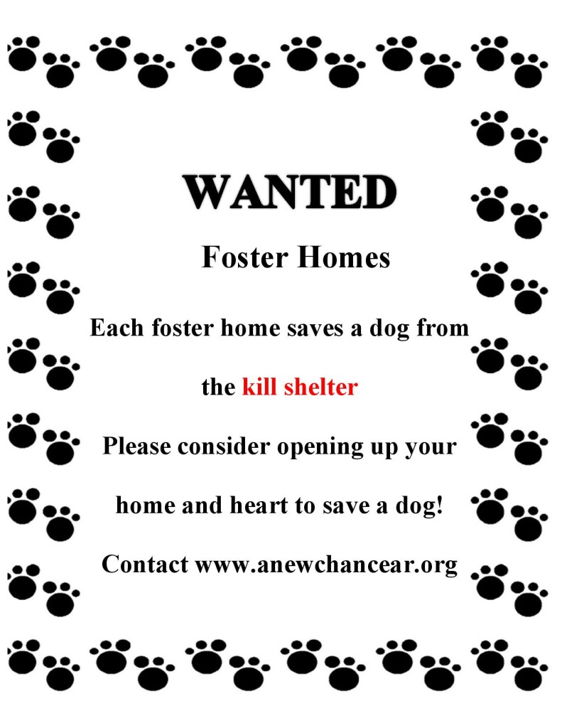 Wanted Foster Homes