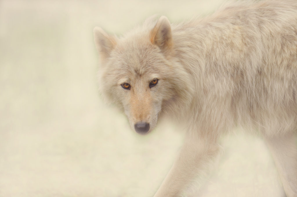 FIRST-OF-ITS-KIND POP UP SHOP TO BENEFIT THE WOLF CONSERVATION CENTER WILL TAKE PLACE AT PAUL NICKLEN’S NYC GALLERY JULY 28-30