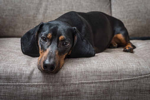 Common Dog Health Conditions You Should Be Aware Of - Stacyknows