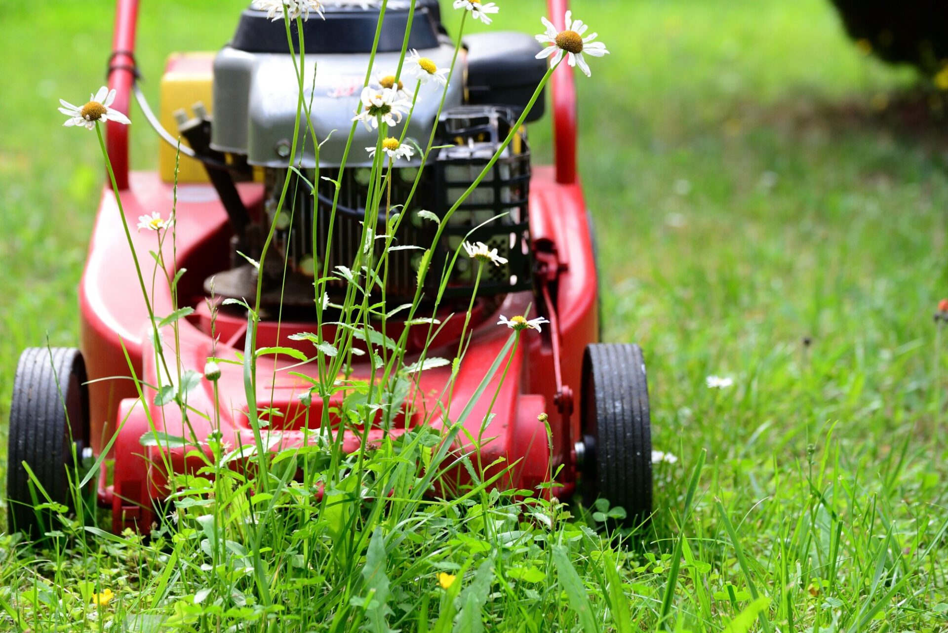 Lawn Fertilization And Weed Control