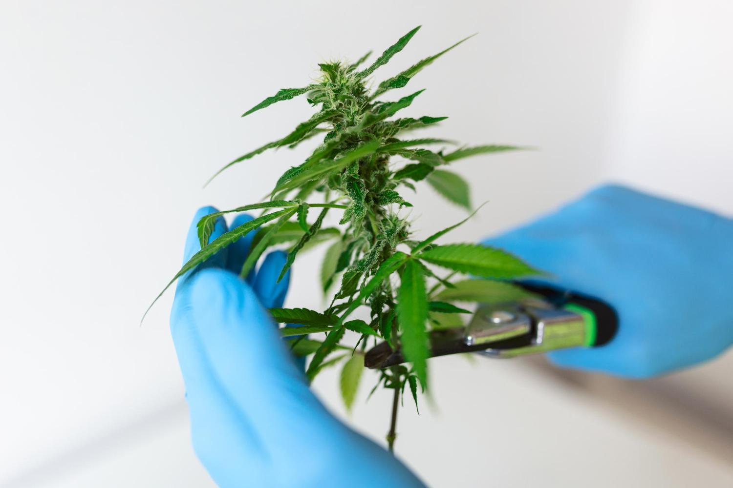 How Safe Is Medical Cannabis? - Stacyknows