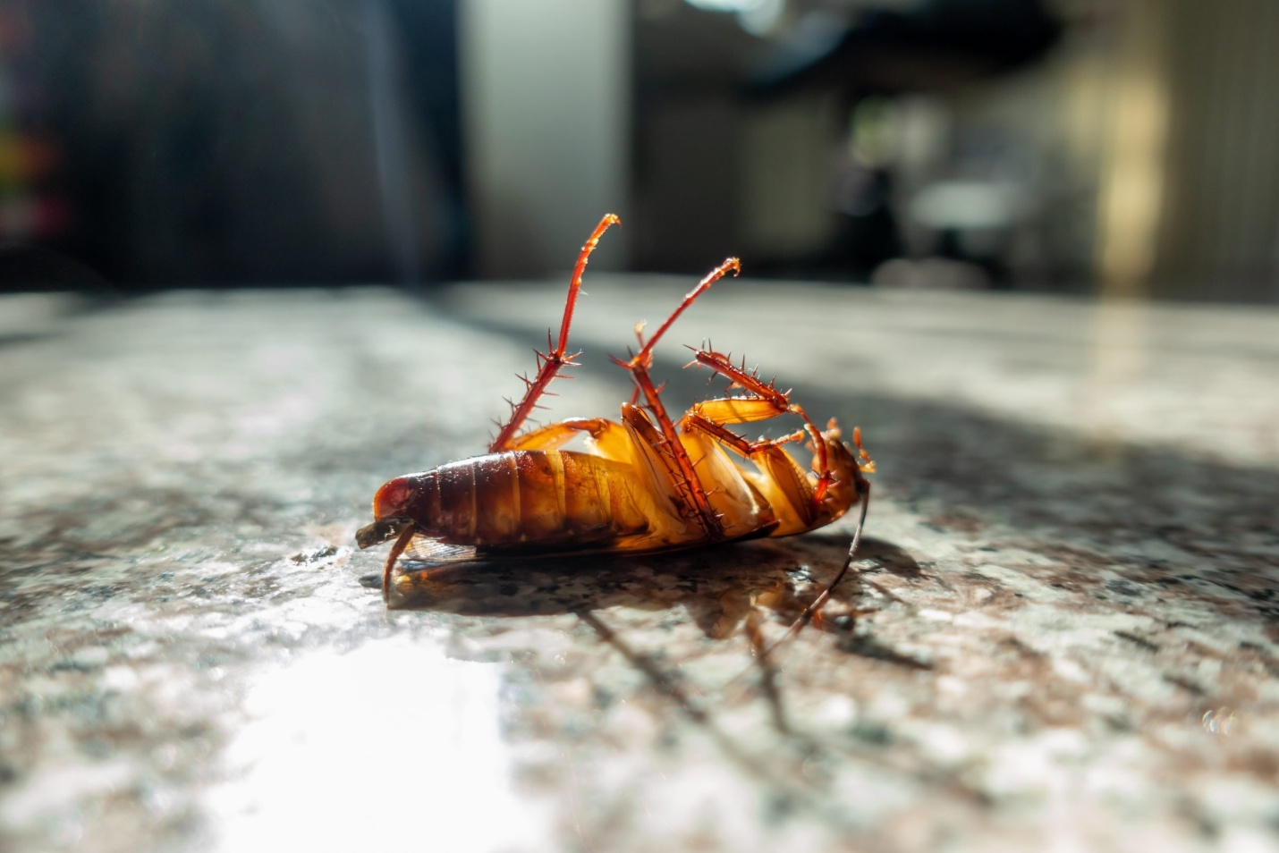 How Can Accessing Pest Control Services Help Your House? - Stacyknows