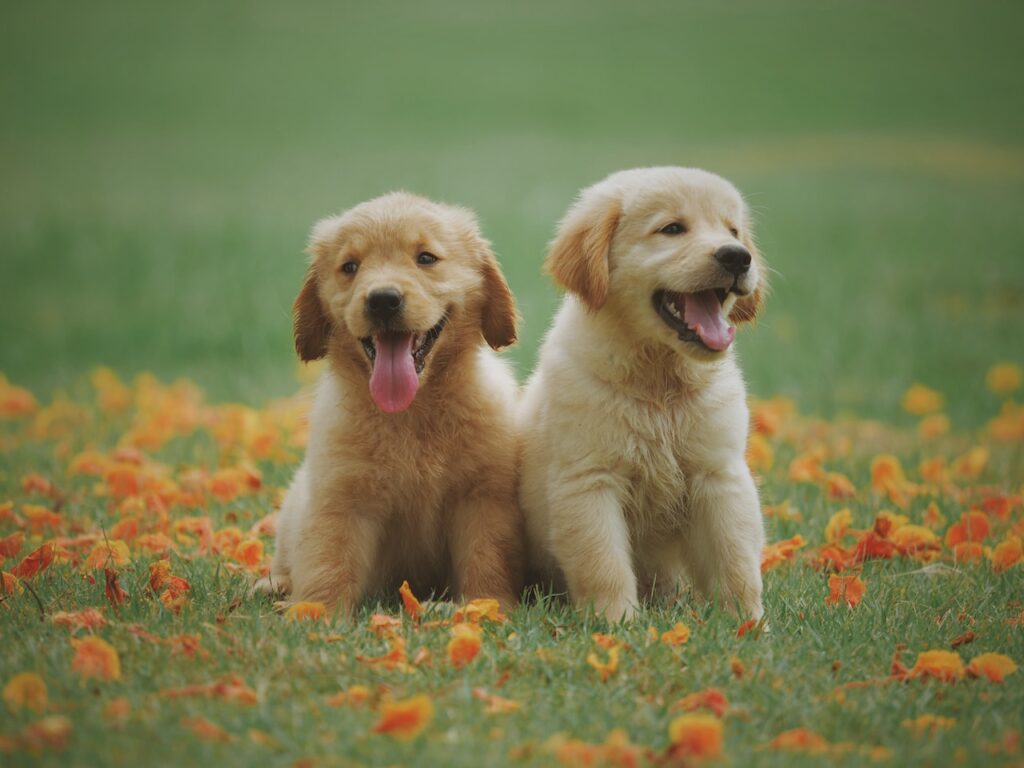 Two Yellow lab puppies