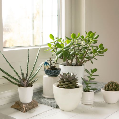 Why You Should Have Succulents in Your Home