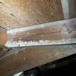 SIGNS OF MOLD IN YOUR CRAWL SPACE