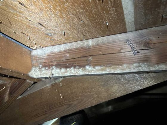 Battling the Mold Menace: Key Strategies for Homeowners