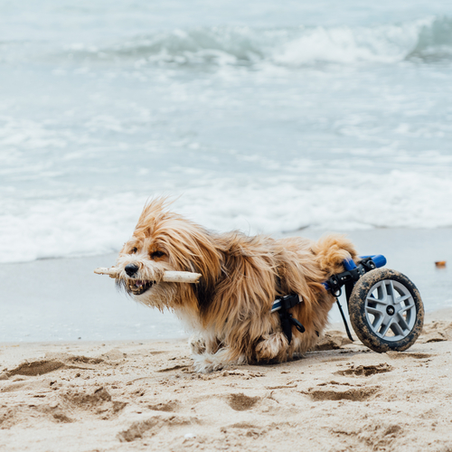 A dog in a wheelchair walking along the waves of a beach. There is a stick in the dog's mouth and he appears to be happy.