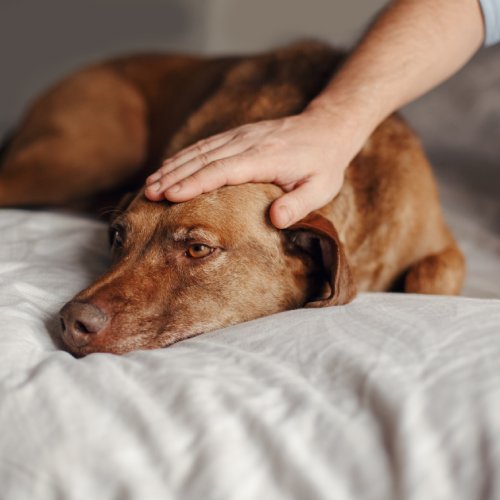 An old dog with hints of grey in his brown fury laying his head down on a lavender comforter on a bed. A man is petting it.