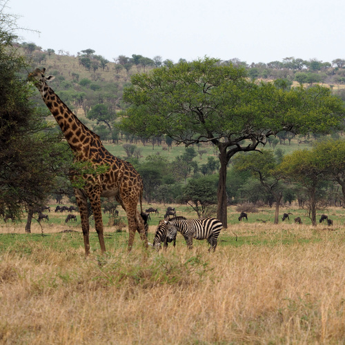 Two giraffes and two zebras stand in the middle of a green grassy plain with tall, mature trees.