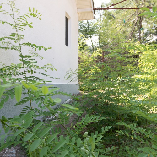 The side yard of a residential property with weeds and tall overgrowth. The house is white and it's a sunny day.
