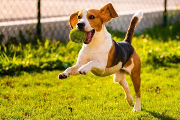 dog catching a ball
