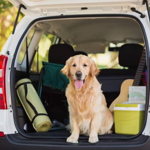 A golden retriever sitting inside an open car trunk. He's next to a green yoga mat, a cooler, and a guitar.