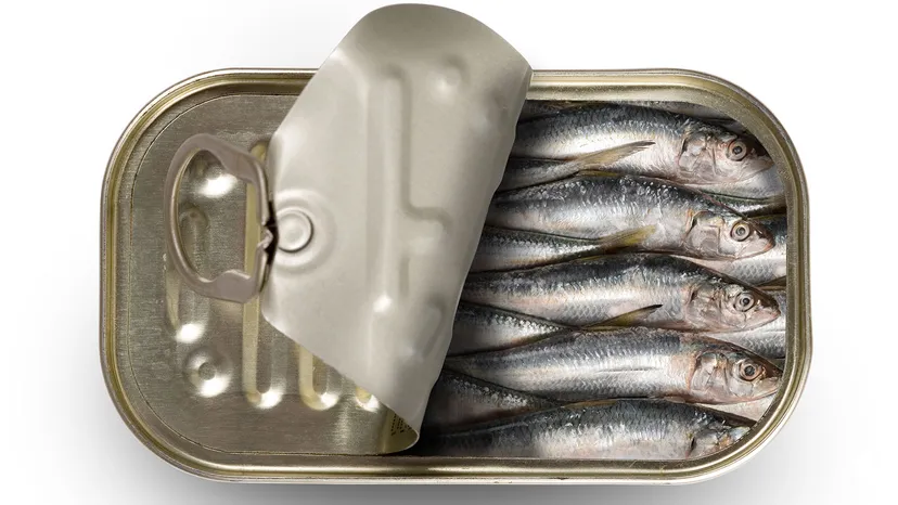 Sardines