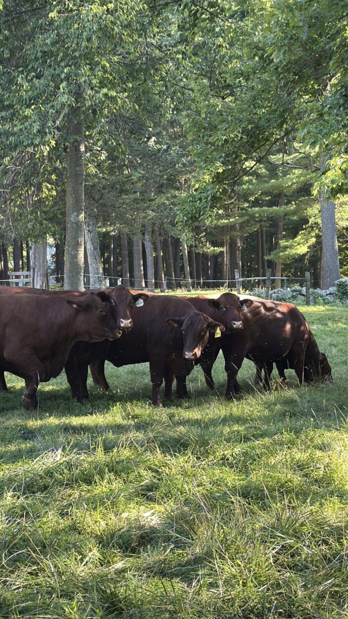 Cattle grazing at The Farm at Cabbage Hill in Mount Kisco NY