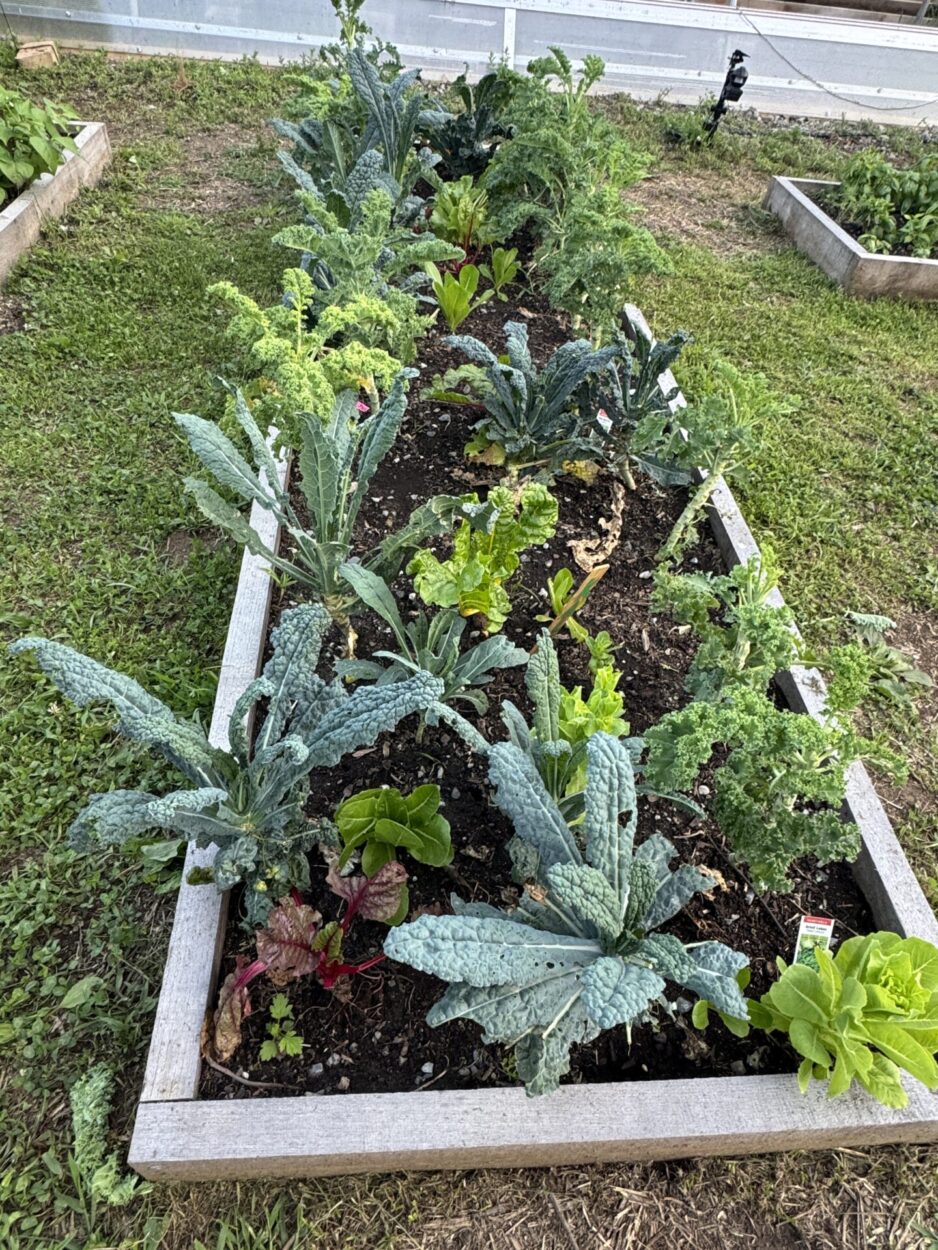 Fresh vegetables growing in a garden bed at The Farm at Cabbage Hill.